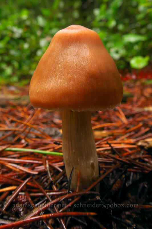 mushroom [Kinnikinnik Woods Trail, Sitka Sedge State Natural Area, Tillamook County, Oregon]