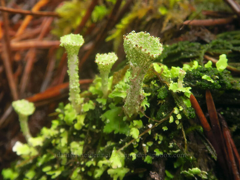 pixie cup lichen (Cladonia sp.) [Kinnikinnik Woods Trail, Sitka Sedge State Natural Area, Tillamook County, Oregon]