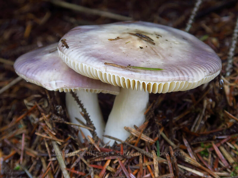 brittle-gill mushrooms (Russula sp.) [Beach Trail, Sitka Sedge State Natural Area, Tillamook County, Oregon]