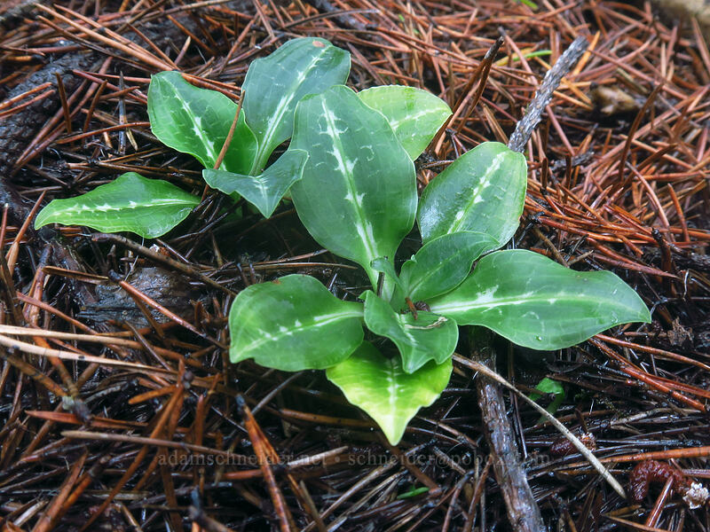 rattlesnake-plantain leaves (Goodyera oblongifolia) [Beach Trail, Sitka Sedge State Natural Area, Tillamook County, Oregon]