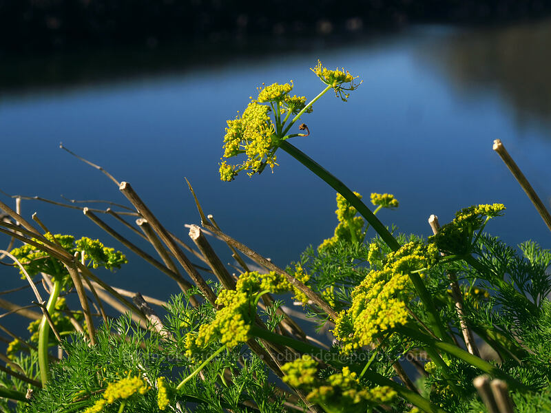 pungent desert parsley (Lomatium sp.) [Old Highway 8, Gifford Pinchot National Forest, Klickitat County, Washington]