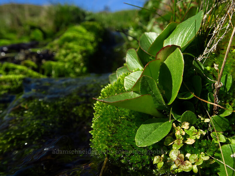 northwestern (whole-leaf) saxifrage (Micranthes integrifolia (Saxifraga integrifolia)) [Old Ranch Road Trail, Gifford Pinchot National Forest, Klickitat County, Washington]