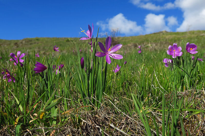 grass widows (Olsynium douglasii) [Old Ranch Road Trail, Gifford Pinchot National Forest, Klickitat County, Washington]