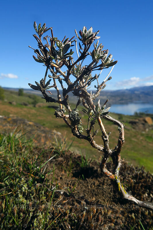 buckwheat bonsai (Eriogonum sp.) [Little Moab Trail, Gifford Pinchot National Forest, Klickitat County, Washington]