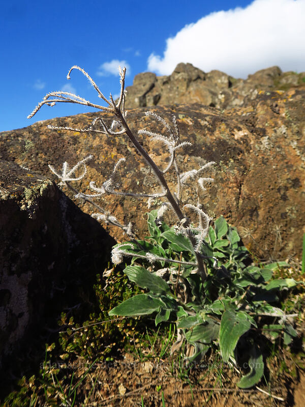 last year's phacelia stalks (Phacelia hastata) [Little Moab Trail, Gifford Pinchot National Forest, Klickitat County, Washington]