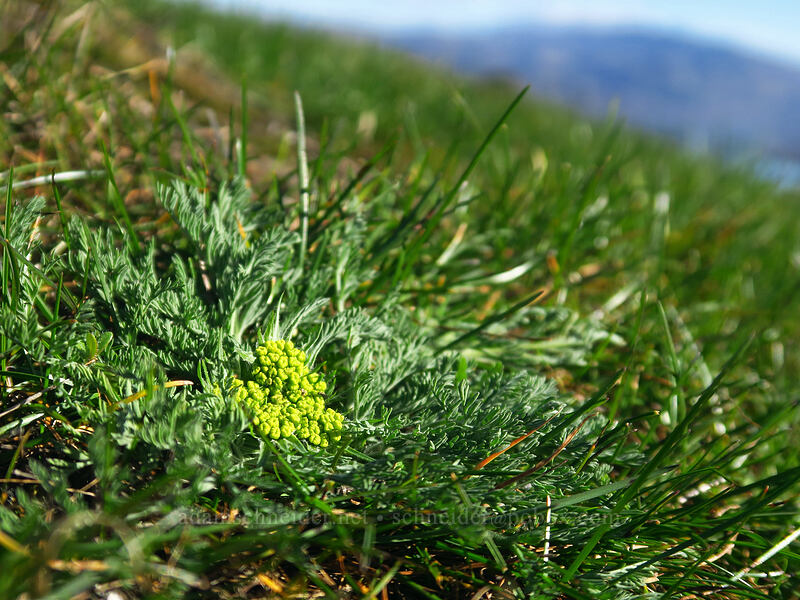 big-seed biscuitroot (Lomatium macrocarpum) [Old Ranch Road Trail, Gifford Pinchot National Forest, Klickitat County, Washington]