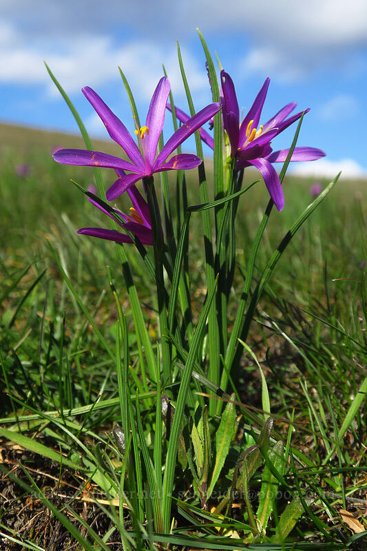 grass widows with skinny petals (Olsynium douglasii) [Coyote Wall Trail, Gifford Pinchot National Forest, Klickitat County, Washington]