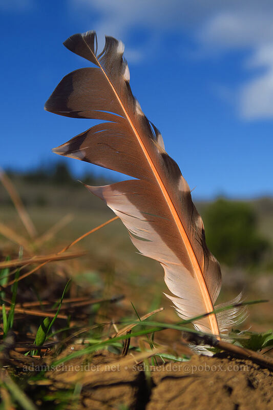 red-shafted flicker feather (Colaptes auratus) [Coyote Wall Trail, Gifford Pinchot National Forest, Klickitat County, Washington]