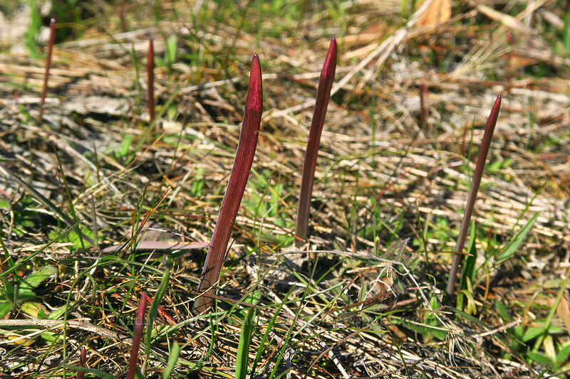 ookow shoots (Dichelostemma congestum (Brodiaea congesta)) [Traverse Trail, Gifford Pinchot National Forest, Klickitat County, Washington]