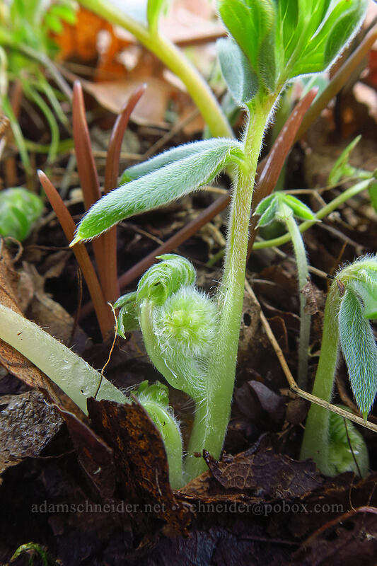 ball-head waterleaf, budding (Hydrophyllum capitatum var. thompsonii) [The Labyrinth, Gifford Pinchot National Forest, Klickitat County, Washington]