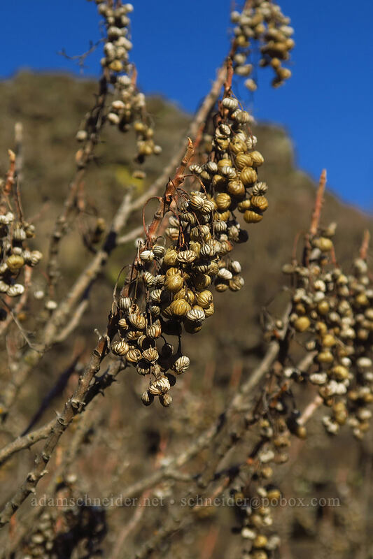 poison-oak berries (Toxicodendron diversilobum (Rhus diversiloba)) [Little Maui Trail, Gifford Pinchot National Forest, Klickitat County, Washington]