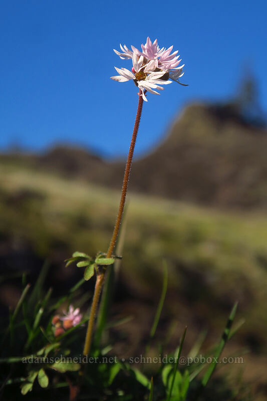 prairie star (Lithophragma glabrum) [The Labyrinth, Gifford Pinchot National Forest, Klickitat County, Washington]