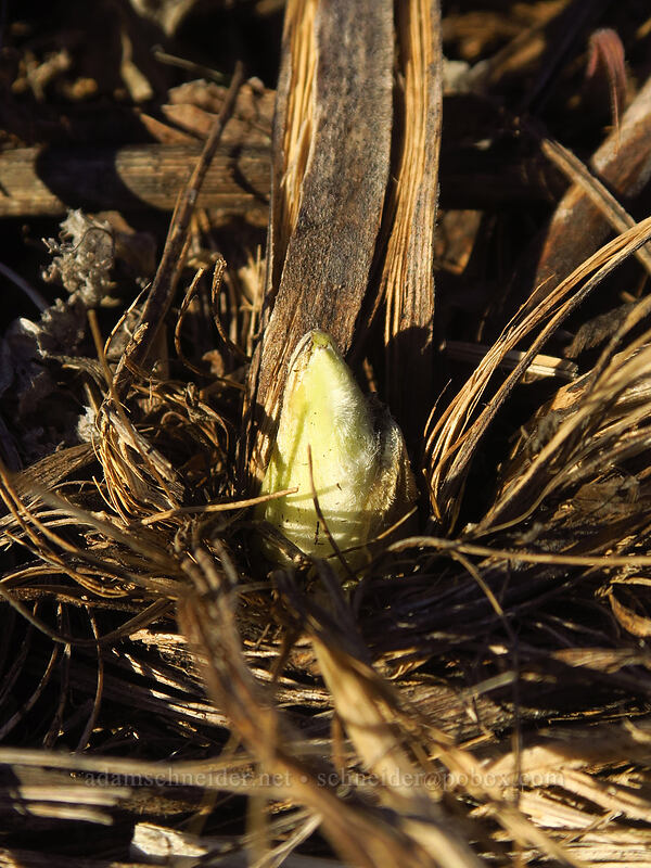 balsamroot shoot (Balsamorhiza careyana) [Old Highway 8, Gifford Pinchot National Forest, Klickitat County, Washington]