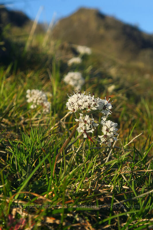 small white desert parsley (Lomatium gormanii) [Old Ranch Road Trail, Gifford Pinchot National Forest, Klickitat County, Washington]