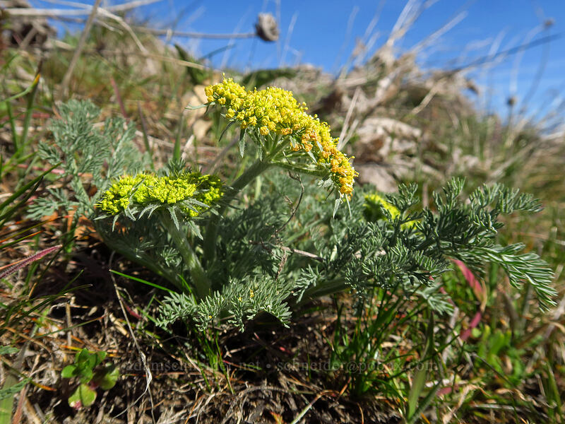 big-seed desert parsley (Lomatium macrocarpum) [Chatfield Hill, Wasco County, Oregon]