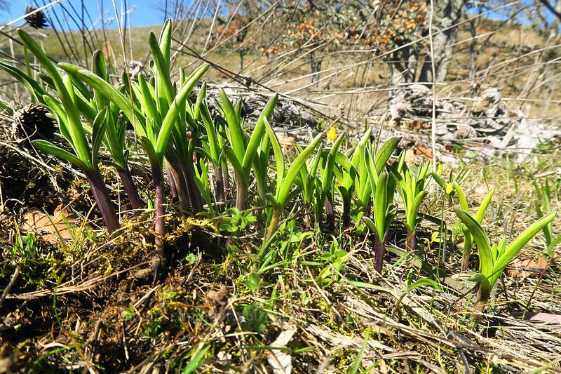 white-stem frasera shoots (Frasera albicaulis var. columbiana (Swertia columbiana)) [Memaloose Hills, Wasco County, Oregon]