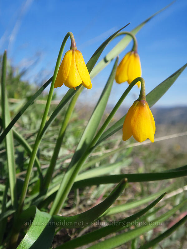 yellow bells (Fritillaria pudica) [Memaloose Hills, Wasco County, Oregon]