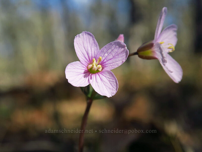 oaks toothwort (Cardamine nuttallii) [Memaloose Hills, Wasco County, Oregon]