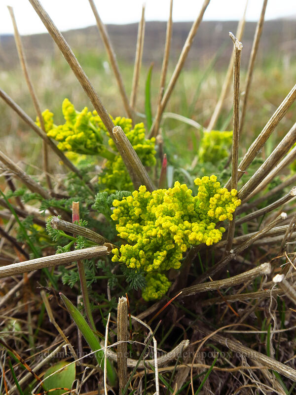 pungent desert parsley (Lomatium papilioniferum (Lomatium grayi)) [Horsethief Butte, Columbia Hills State Park, Klickitat County, Washington]
