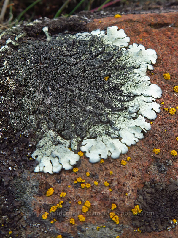 lichen [Horsethief Butte, Columbia Hills State Park, Klickitat County, Washington]