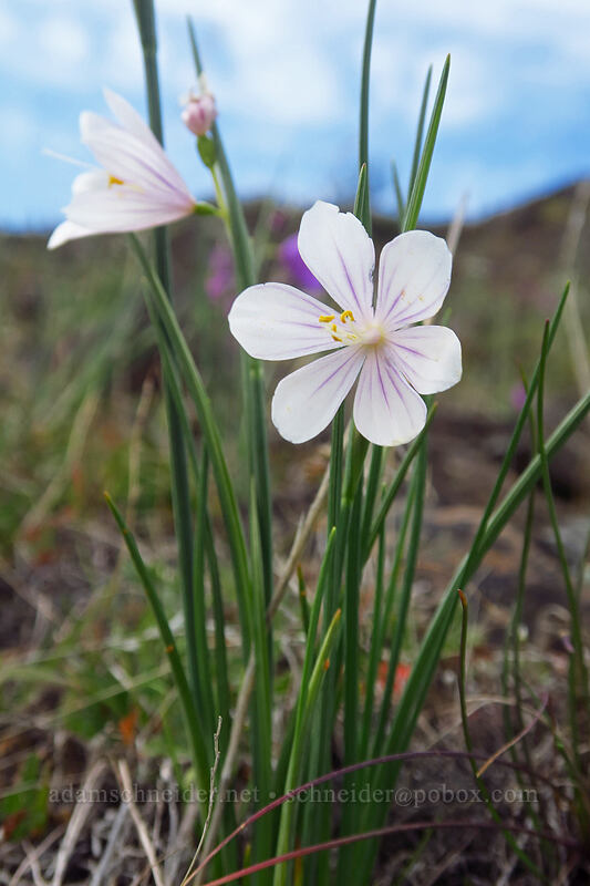 white grass widows (Olsynium douglasii) [Horsethief Butte, Columbia Hills State Park, Klickitat County, Washington]