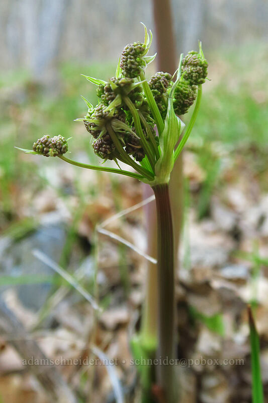 fern-leaf desert parsley (Lomatium dissectum var. dissectum) [Lyle Cherry Orchard Trail, Klickitat County, Washington]