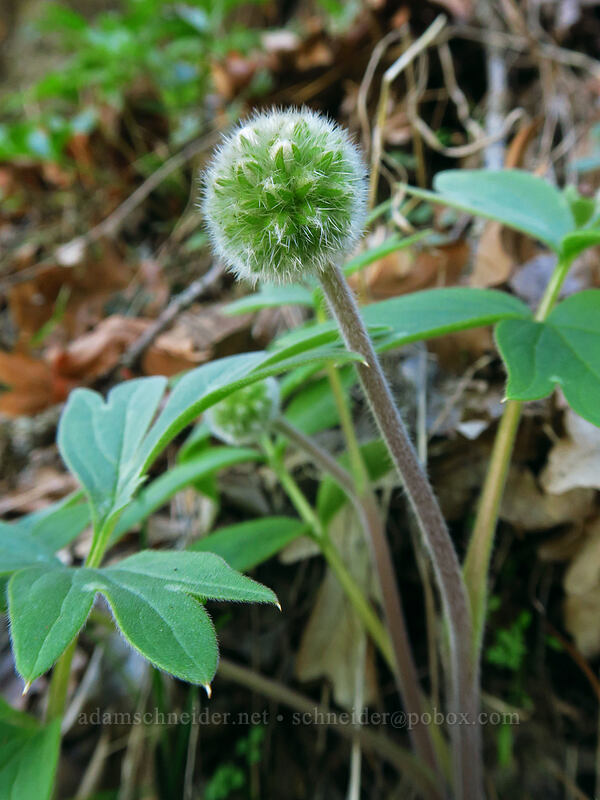 ball-head waterleaf (Hydrophyllum capitatum var. thompsonii) [Lyle Cherry Orchard Trail, Klickitat County, Washington]