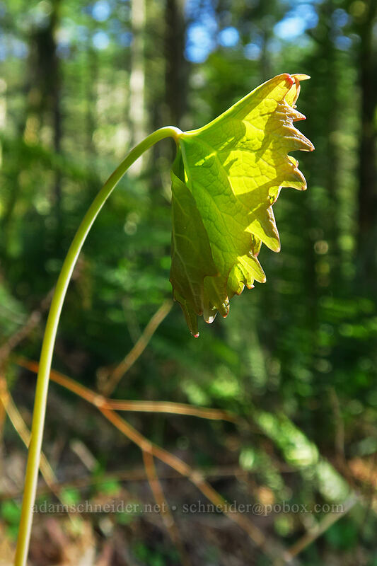 vanilla-leaf shoot (Achlys sp.) [Archer Mountain, Gifford Pinchot National Forest, Skamania County, Washington]
