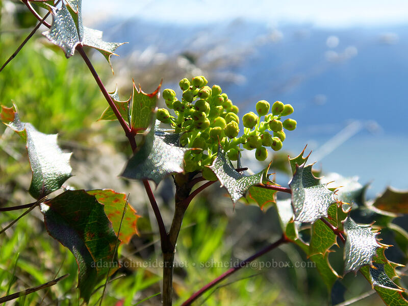 tall Oregon-grape, budding (Mahonia aquifolium (Berberis aquifolium)) [Archer Mountain, Gifford Pinchot National Forest, Skamania County, Washington]