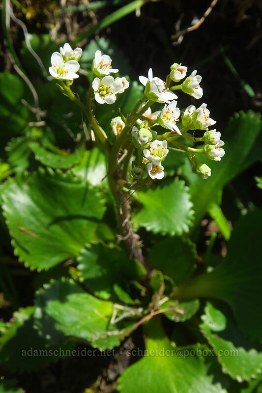 rusty-hair saxifrage (Micranthes rufidula (Saxifraga occidentalis ssp. rufidula)) [Archer Mountain, Gifford Pinchot National Forest, Skamania County, Washington]