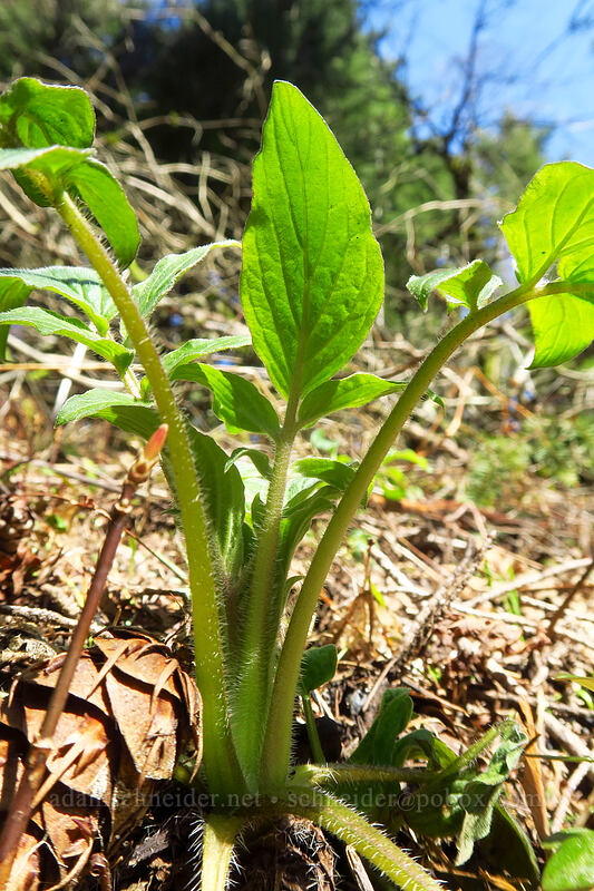 shade phacelia leaves (Phacelia nemoralis) [Archer Mountain, Gifford Pinchot National Forest, Skamania County, Washington]
