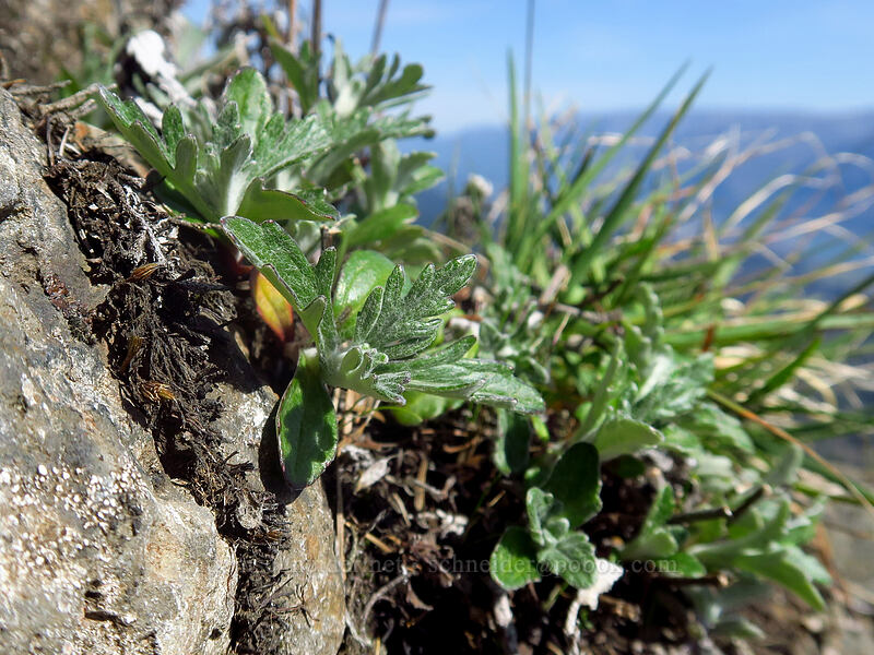 Oregon sunshine leaves (Eriophyllum lanatum) [Archer Mountain, Gifford Pinchot National Forest, Skamania County, Washington]