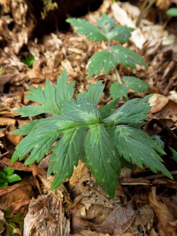 Pacific waterleaf leaves (Hydrophyllum tenuipes) [Archer Mountain, Gifford Pinchot National Forest, Skamania County, Washington]