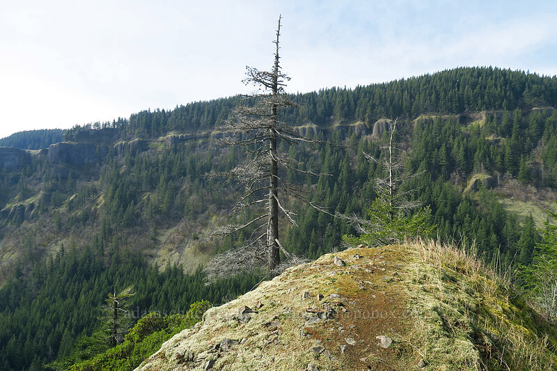Scott Point [Archer Mountain, Gifford Pinchot National Forest, Skamania County, Washington]