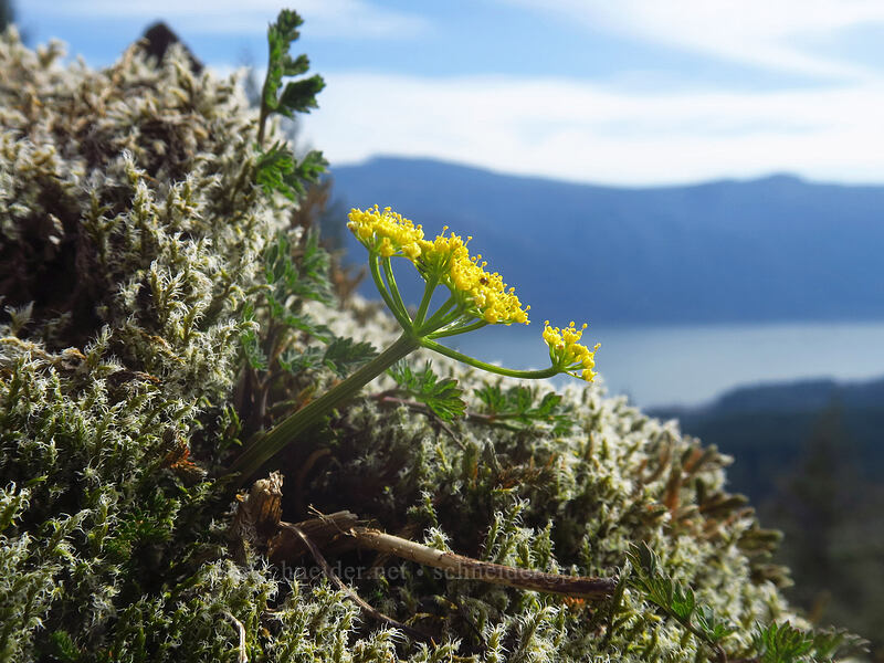 Cascade desert parsley (Lomatium martindalei) [Archer Mountain, Gifford Pinchot National Forest, Skamania County, Washington]