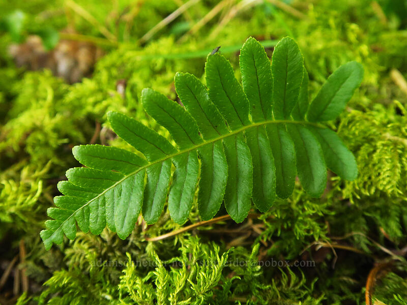 polypody fern (Polypodium sp.) [Archer Mountain, Gifford Pinchot National Forest, Skamania County, Washington]
