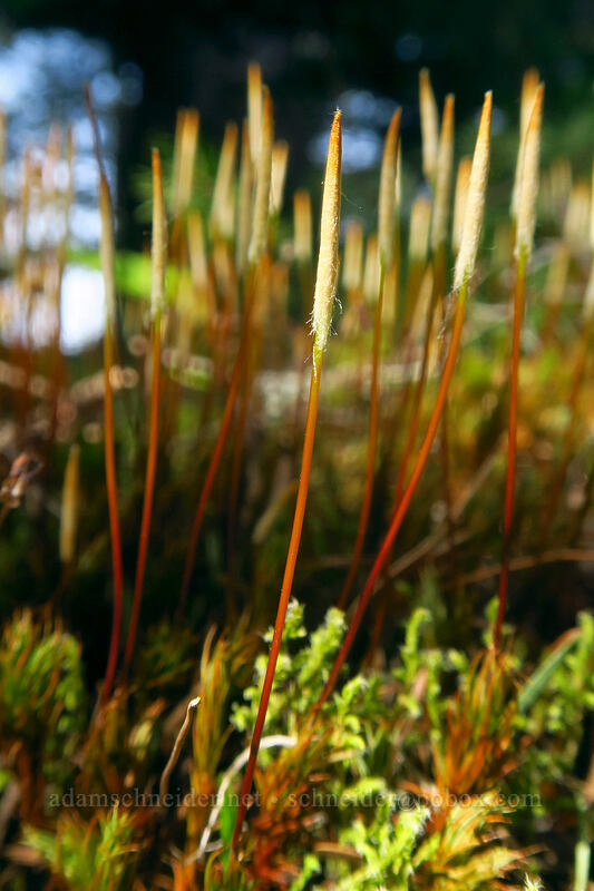 moss [Archer Mountain, Gifford Pinchot National Forest, Skamania County, Washington]