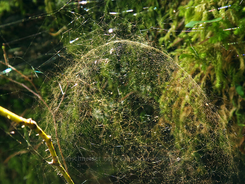 dome spider web [Archer Mountain, Gifford Pinchot National Forest, Skamania County, Washington]
