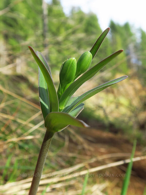 checker lily, budding (Fritillaria affinis) [Archer Mountain, Gifford Pinchot National Forest, Skamania County, Washington]
