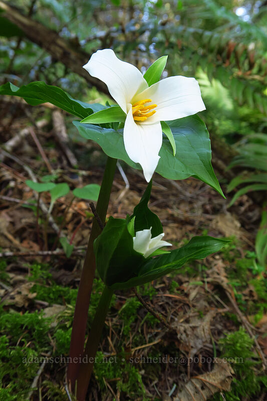 western trillium (Trillium ovatum) [Archer Mountain, Gifford Pinchot National Forest, Skamania County, Washington]