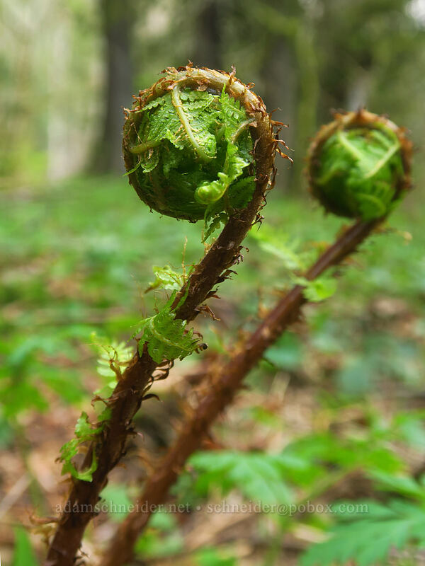 wood fern fiddleheads (Dryopteris expansa) [Archer Mountain, Gifford Pinchot National Forest, Skamania County, Washington]