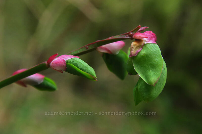 red huckleberry leaf buds (Vaccinium parvifolium) [Nellie Corser Wildlife Area, Skamania County, Washington]