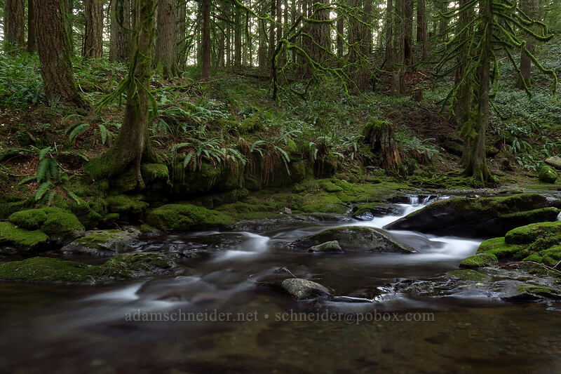 Duncan Creek [Nellie Corser Wildlife Area, Skamania County, Washington]