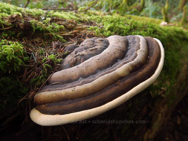 bracket fungus [Nellie Corser Wildlife Area, Skamania County, Washington]