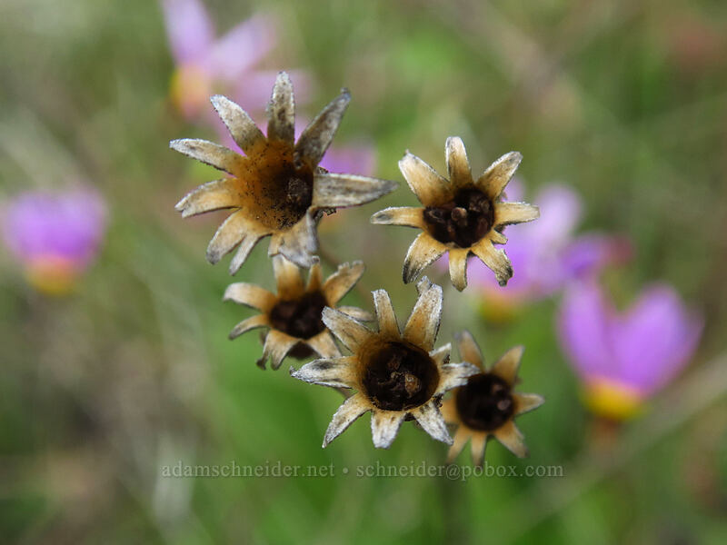 last year's shooting star seed pods (Dodecatheon poeticum (Primula poetica)) [Columbia Hills, Klickitat County, Washington]