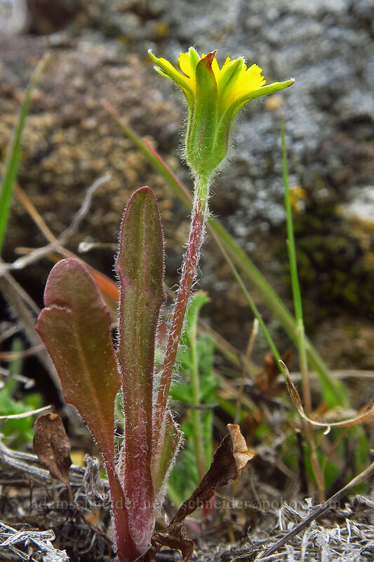annual agoseris (Agoseris heterophylla) [Columbia Hills, Klickitat County, Washington]