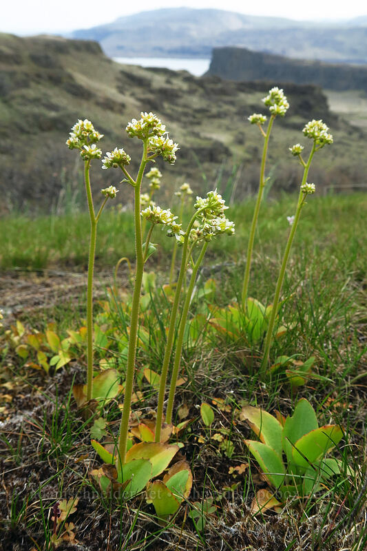 brittle-leaved saxifrage (Micranthes fragosa (Saxifraga integrifolia var. claytoniifolia)) [Columbia Hills, Klickitat County, Washington]