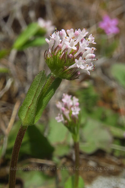 pinkish white plectritis (Plectritis macrocera) [Columbia Hills, Klickitat County, Washington]