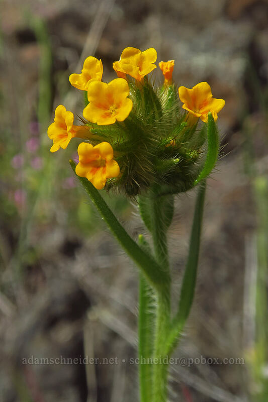 bugloss fiddleneck (Amsinckia lycopsoides) [Columbia Hills, Klickitat County, Washington]
