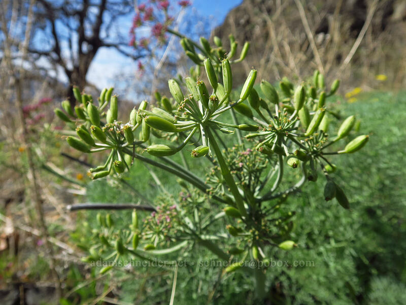 Columbia desert parsley seeds (Lomatium columbianum) [Doug's Beach State Park, Klickitat County, Washington]
